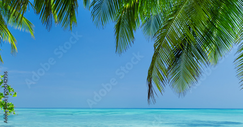 Coconut palm trees on seaside © photopixel