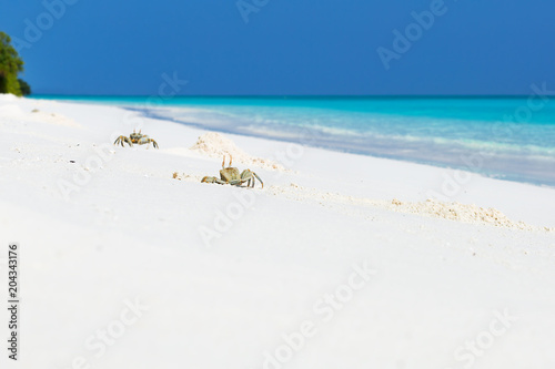 Fototapeta Naklejka Na Ścianę i Meble -  Ghost crabs at work on white sandy beach