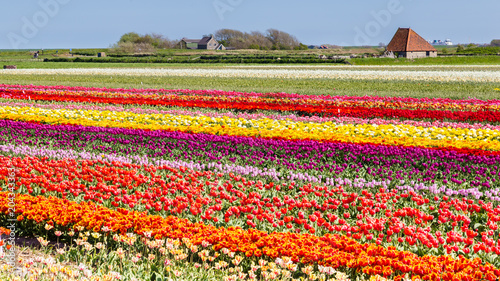 Tulips field on the waddenisland Texel in the Netherlands with a typical sheep barn in the background photo