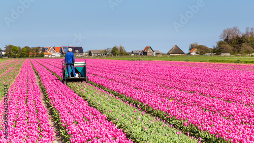 Farmer working in a tulips field on the waddenisland Texel in the Netherlands. photo