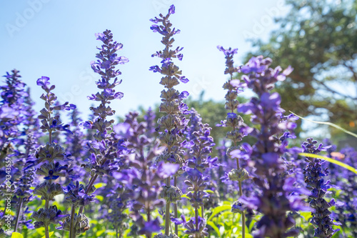 Blue salvia flower blooming under the sunlight, small purple and blue flowers. 