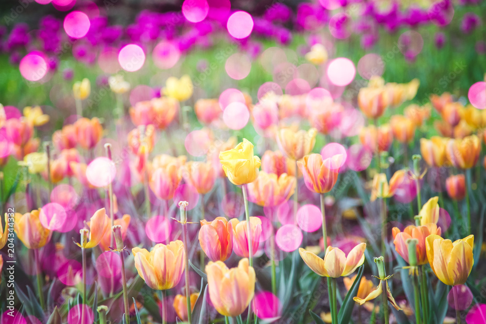 Spring yellow tulips background
