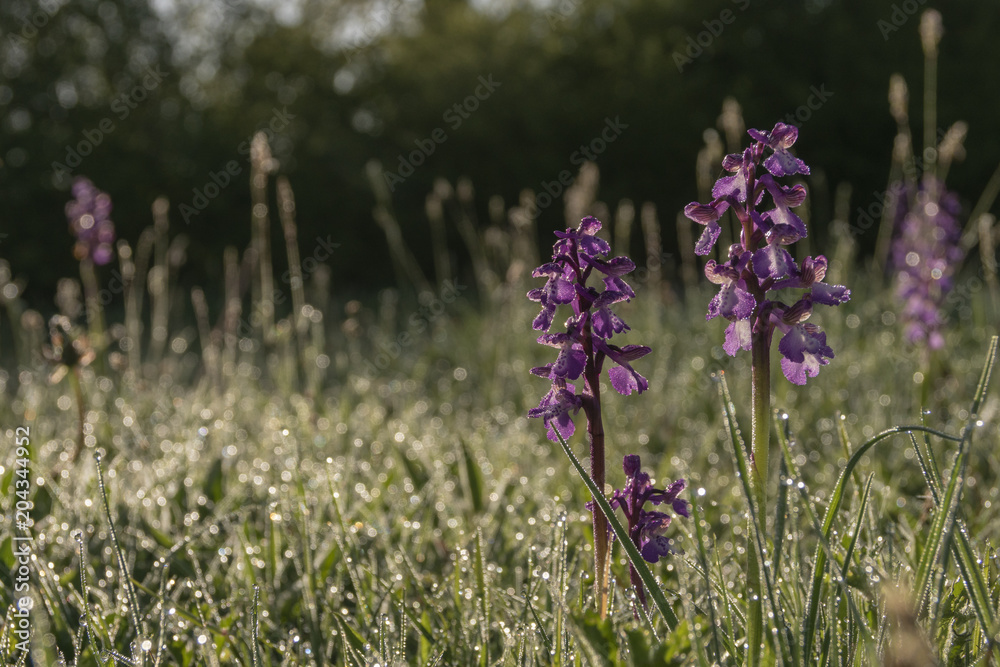 Obraz premium Green winged orchid