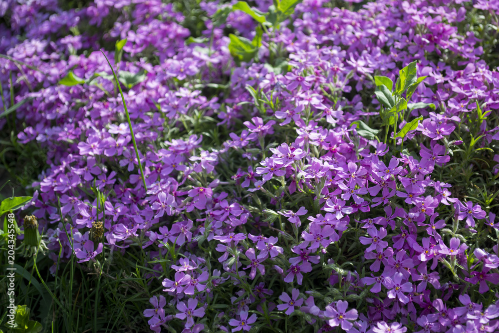 Violet flowers background.