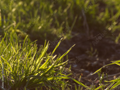 Grass in rays of the setting sun