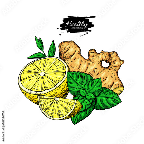 Lemon, ginger and mint vector drawing. Root, hearb leaf and fruit slice sketch.