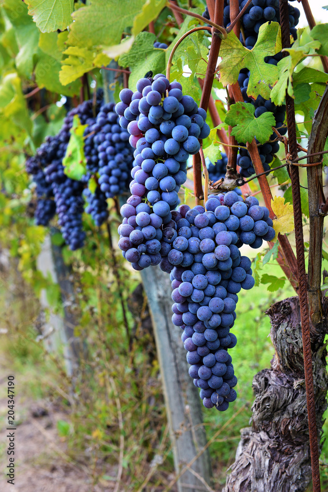 Vine and bunch of black grapes in a field.