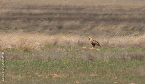 Steppe eagle sits on the ground amidst dry grass