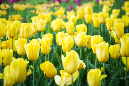 Spring yellow tulips background  