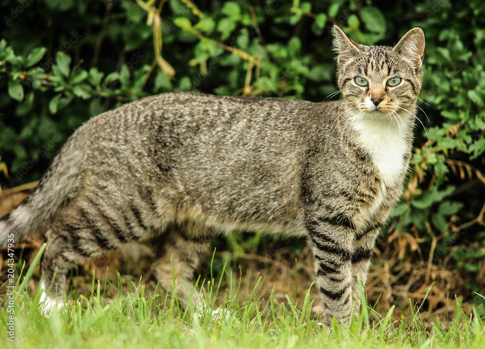 Chat européen