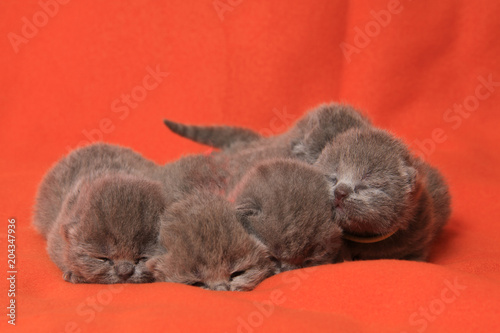 newborn british cats © jonnysek