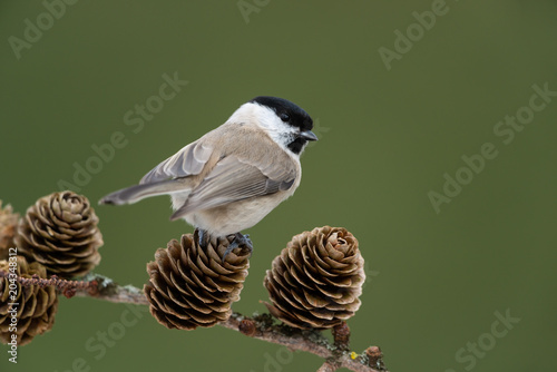 Willow tit, Poecile montanus