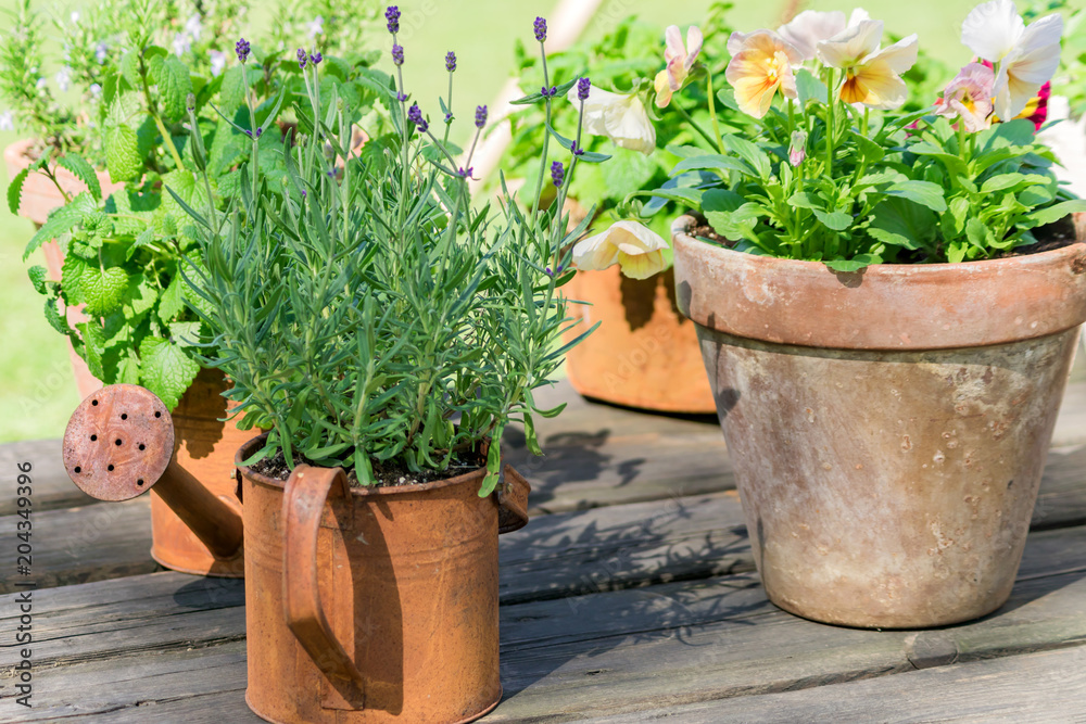various herbs in rusty metal pots and can standing on wooden table outdoors - gardening decoration