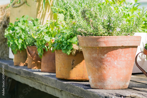 various herbs in rusty metal pots and can standing on wooden table outdoors - gardening decoration © IKvyatkovskaya