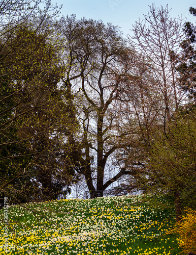 Fototapeta Naklejka Na Ścianę i Meble -  Blooming summer field