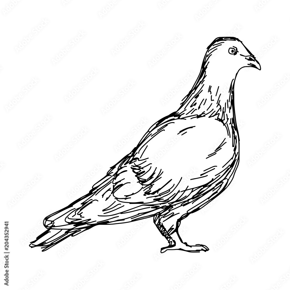Pigeon Drawing Vector Images (over 6,900)