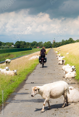Radeln zwischen Schafen am Deich entlang durch Ostfriesland, Deutschland