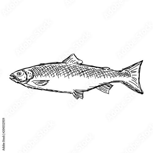 salmon fish vector illustration sketch doodle hand drawn with black lines isolated on white background