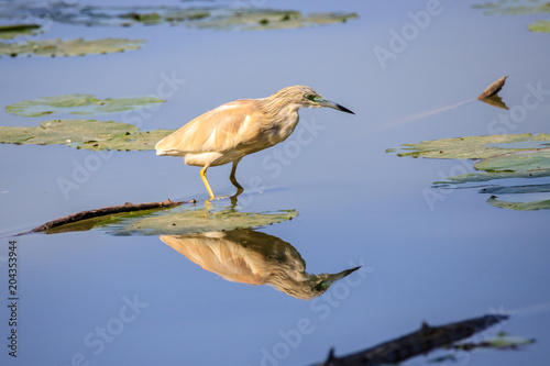 Sgarza ciuffetto (Ardeola ralloides)  photo