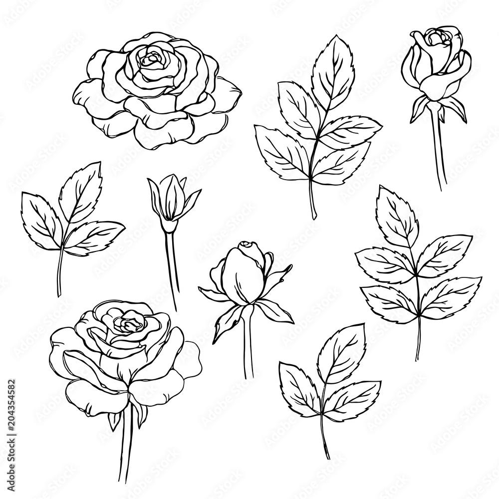 vektor kontura ruža cvijeće bojanka ručno nacrtani uzorak #204354582 -  CERADA