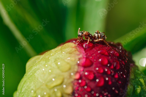 Bud of peony with drops of water and an ant sitting on it
