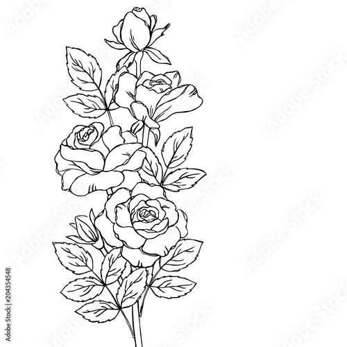vector contour  rose flowers coloring book hand drawn  pattern