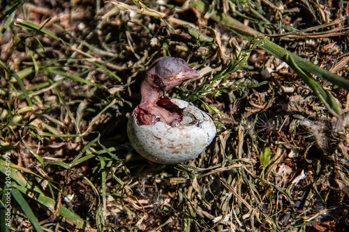 Jungvogel pellt sich aus dem Ei photo