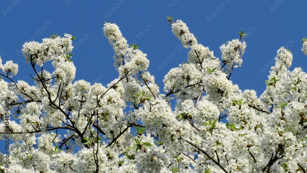 Cherry Blossoms on a blue sky. Spring floral background. Cherry flowers blossoming in the springtime. Cherry Blossoms on a blue sky. Spring floral background. Cherry flowers blossoming in the springtime.