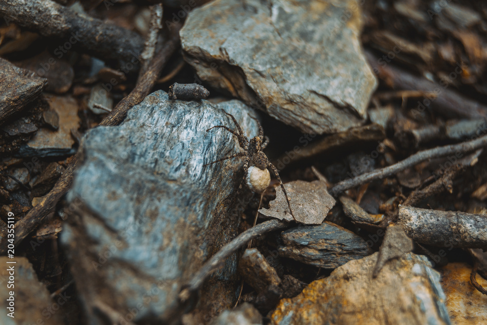 brown spider with egg sack on the ground of a forest, on top of a stone brown spider with egg sack on the ground of a forest, on top of a stone