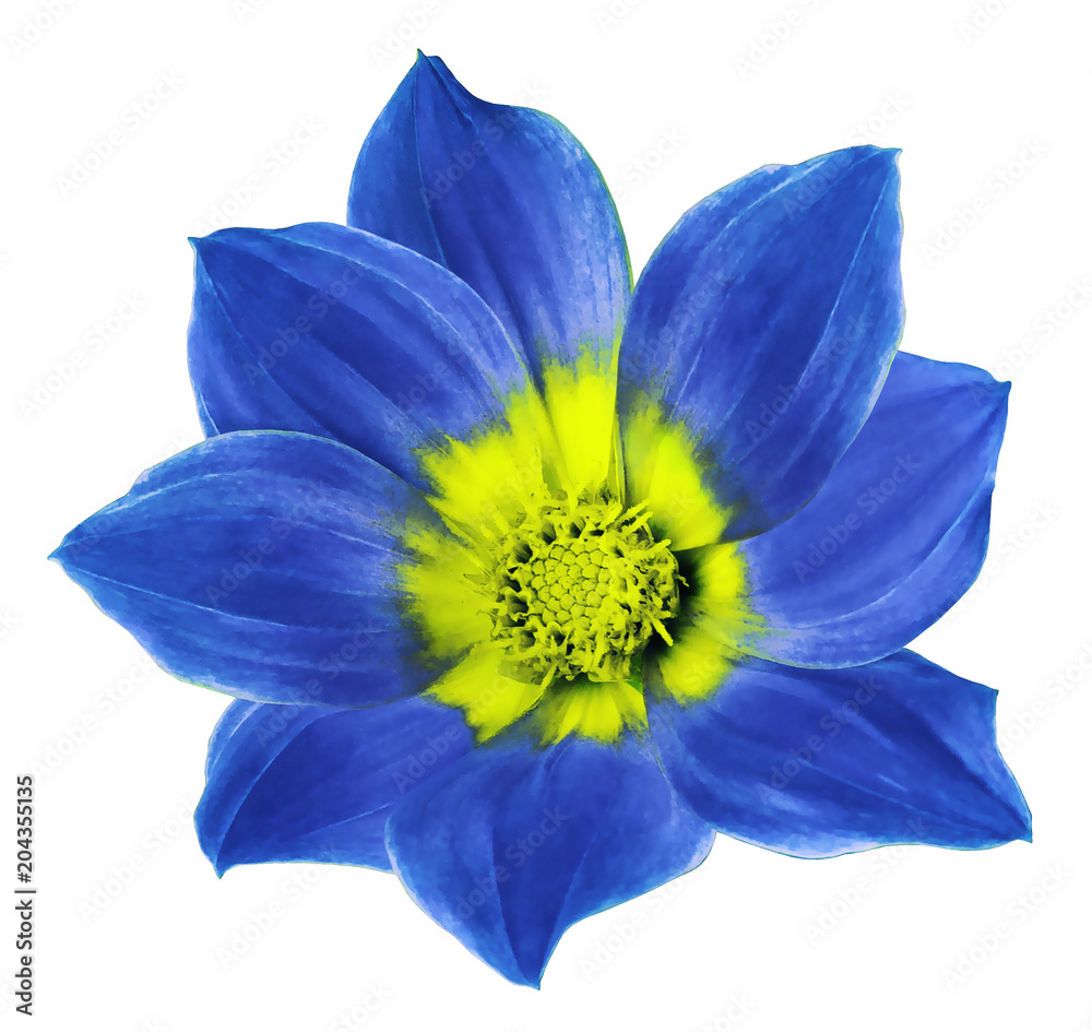 Bright blue flower of a dahlia on  a white isolated background with clipping path. Flower for design, texture,  postcard, wrapper.  Closeup.  Nature.