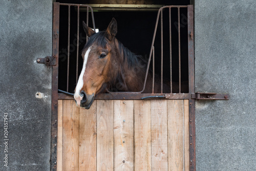 Thoroughbred horse looking out of wooden stables door