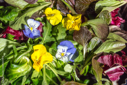 Frühlingssalatblätter mit gelben und blauen essbaren Blüten photo