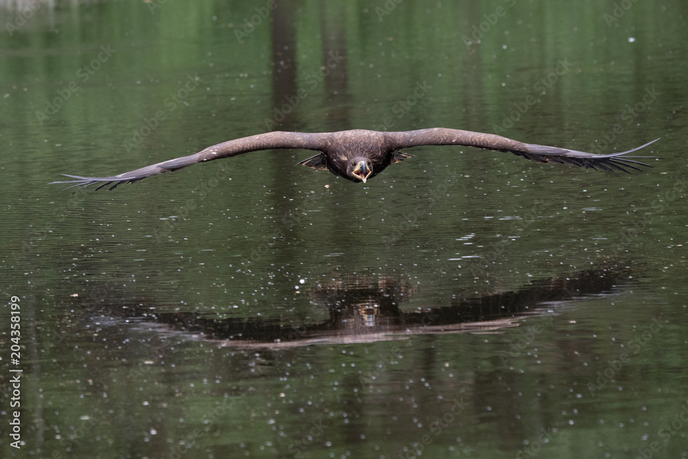 Obraz premium Sea eagle (Haliaeetus albicilla)