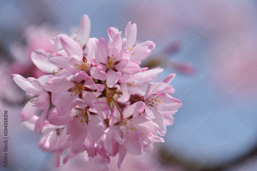looking up view of dropping cherry blossom / 下から見上げるシダレザクラの先端(逆光, 透かし) - 青天, 青空バック