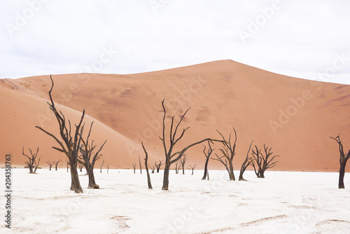 Tote Bäume, Deadvlei