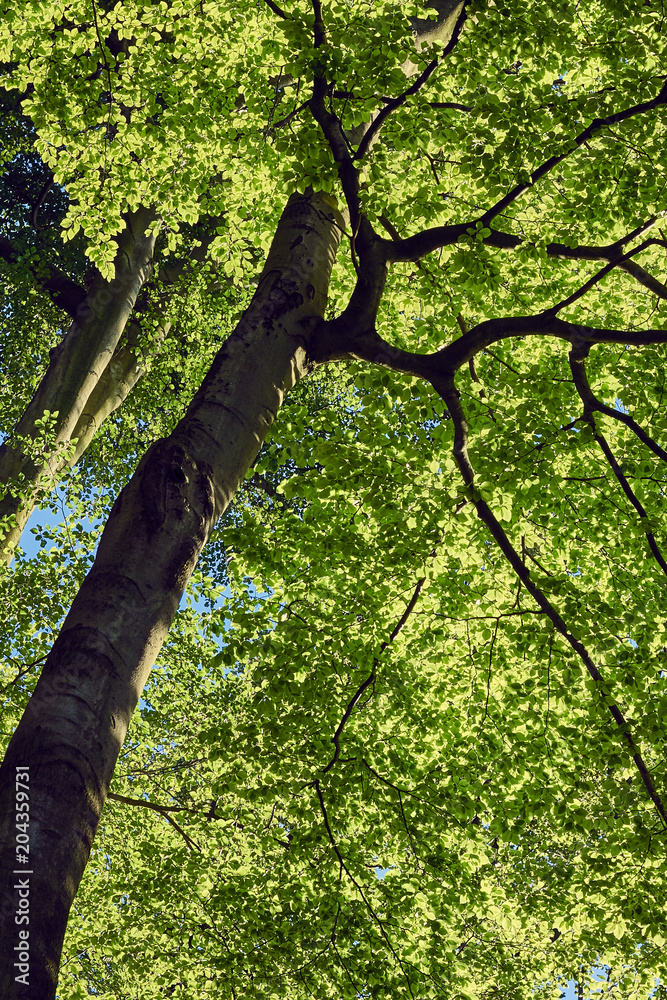 Fototapeta premium Summer sunlight breaking through the trees foliage in forest