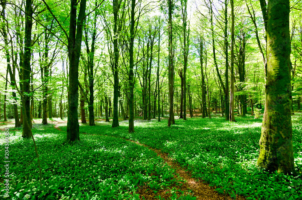Fototapeta premium Forest Flower