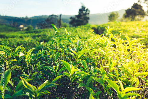 Green tea leaves on tea plantations.Selective soft focus. fresh tea leaves in morning sunlight.