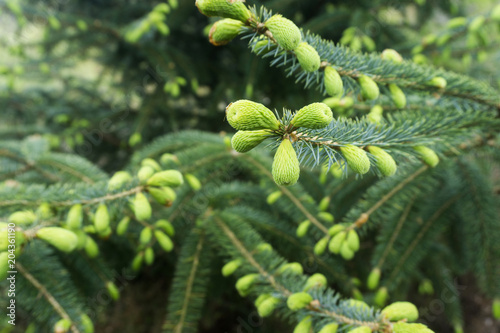 Close up of an evergreen pine tree