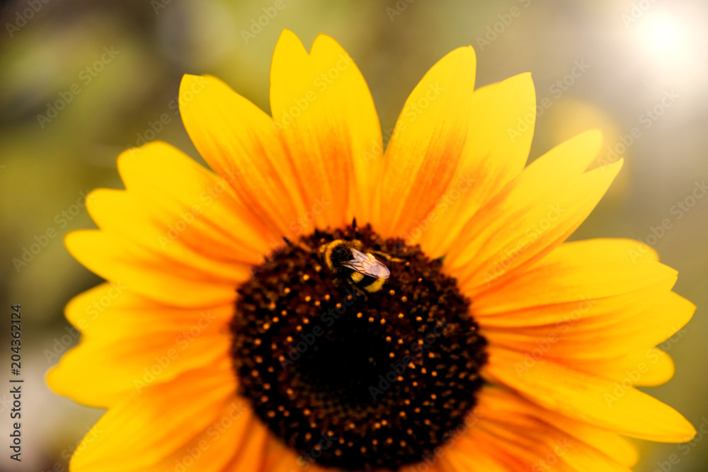 Obraz premium Sonnenblume