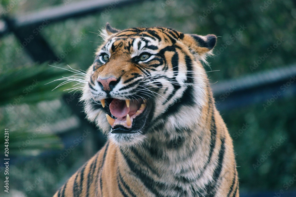 Obraz premium Tiger's face