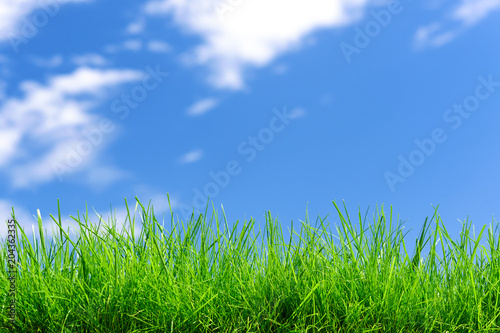 Idyllic nature landscape - field of fresh green grass on a blue sky background ( copy space)