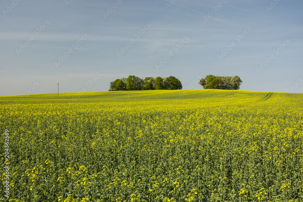 Field of rape on the hill and copse