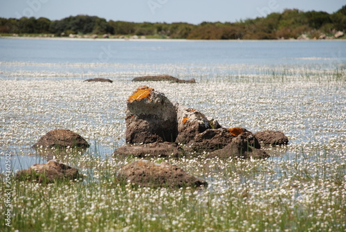 Paulis sulla Giara di Gesturi. Sardegna photo