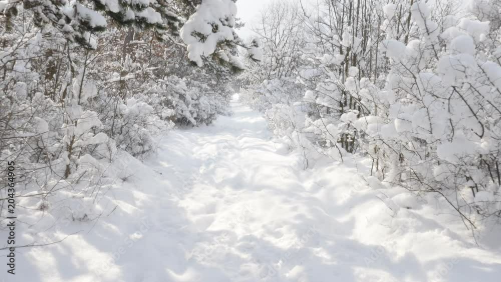 Trekking on snow by winter video - Walking through the forest POV Trekking on snow by winter video - Walking through the forest POV