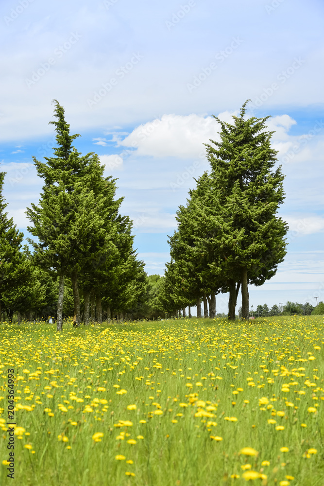 Obraz premium Flowery landscape, La Pampa, Argentina