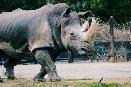 Rhino