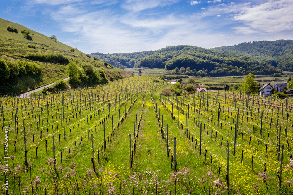 A beautiful wineyard nearby Badberg in Kaiserstuhl, Germany. Taken on a nice warm spring afternoon.
