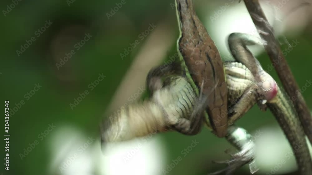 Predator snake firmly holds the lizard which trying to fight for life. Natural forest background of Costa Rica Predator snake firmly holds the lizard which trying to fight for life. Natural forest background of Costa Rica