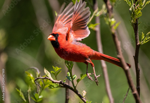 Photography Cardinal in Flight